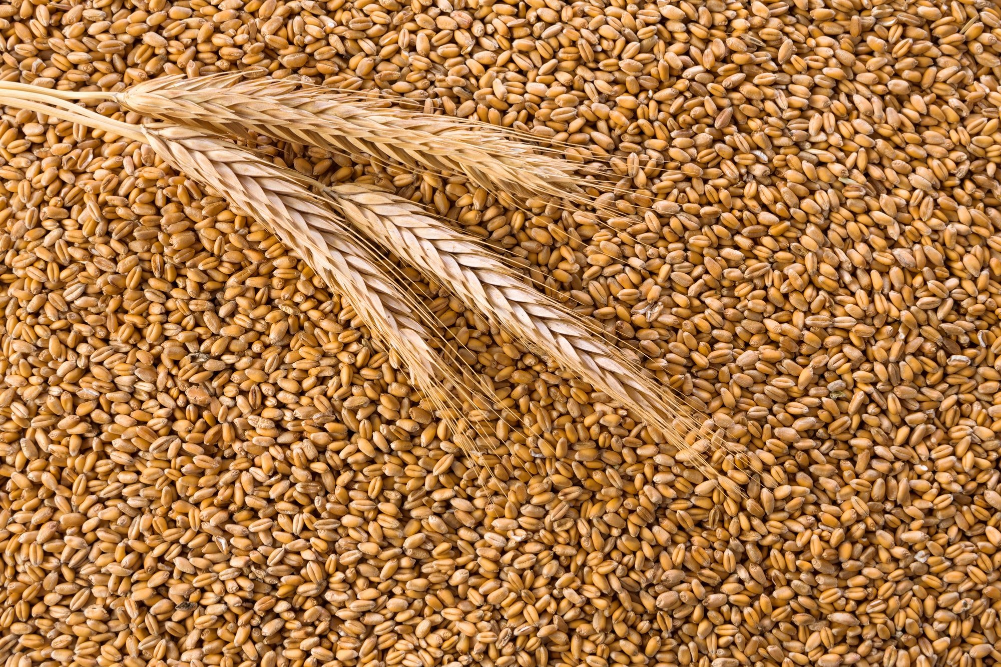 The Russian Foreign Ministry announced the completion of negotiations on the processing of 1 million tons of grain in Turkey