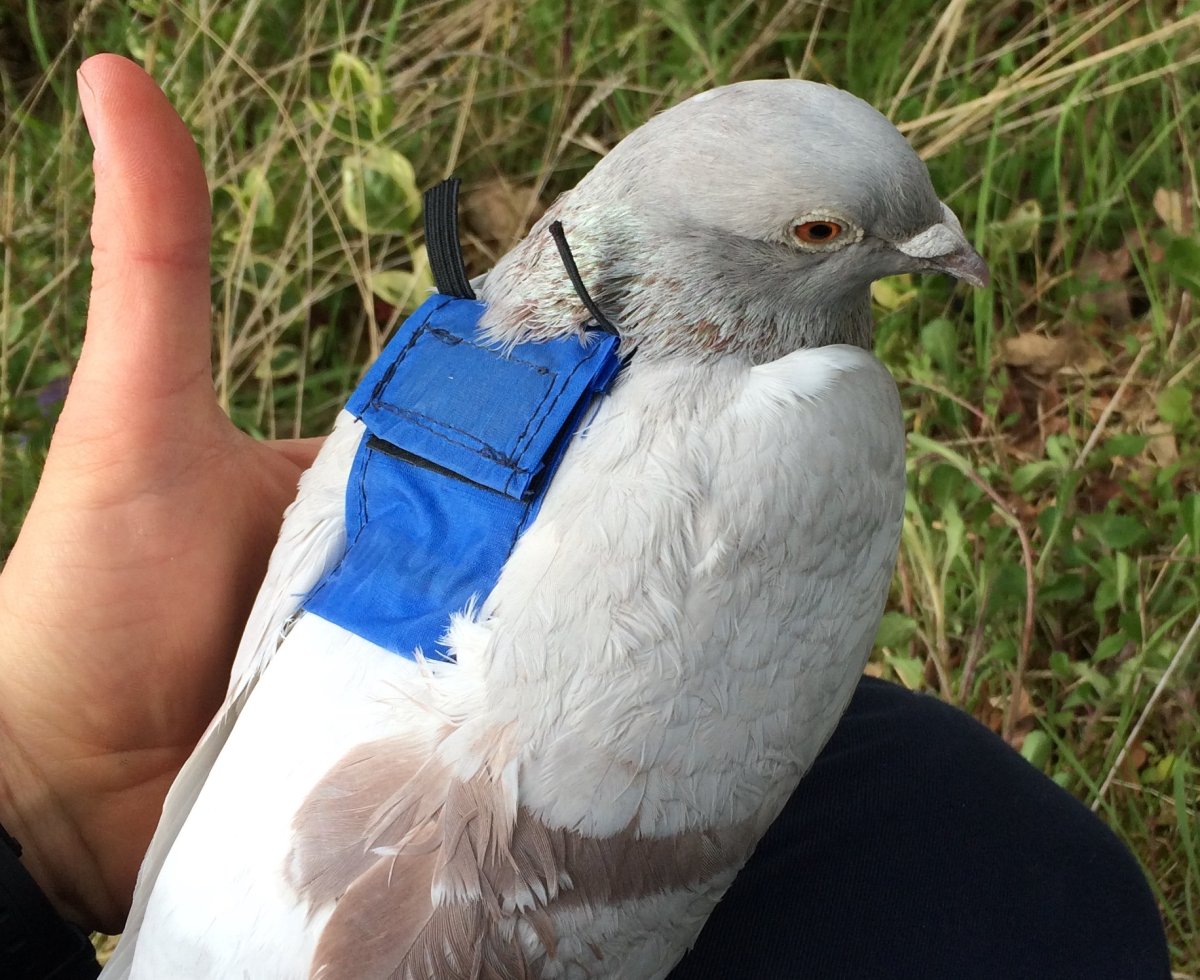 Carrier pigeons transmit data faster than gigabit internet