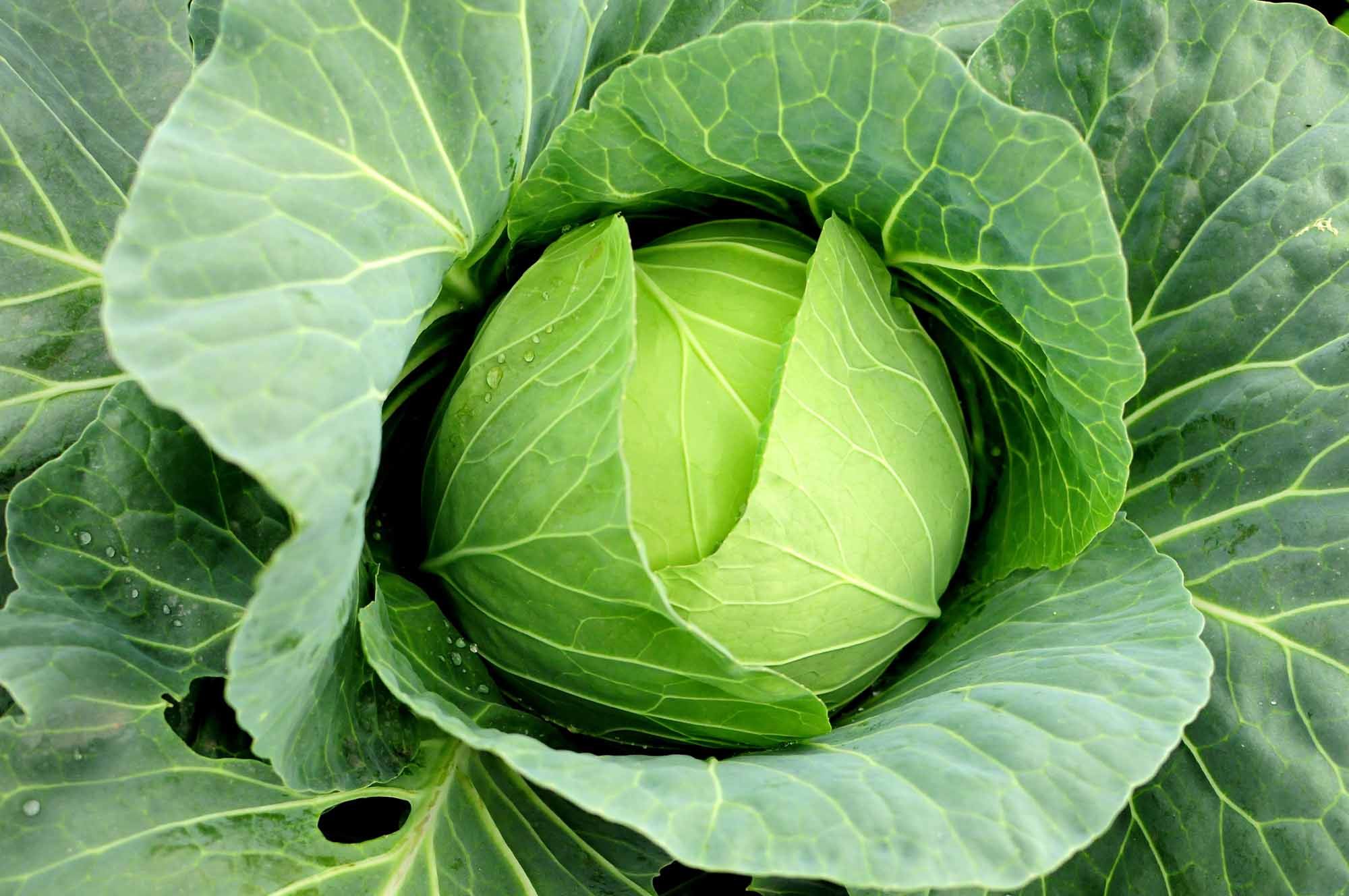 What types of cabbage are there?