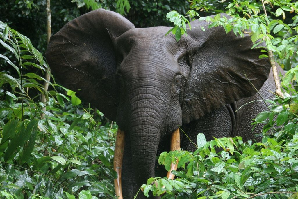 Scientists have discovered why elephants are important for forests