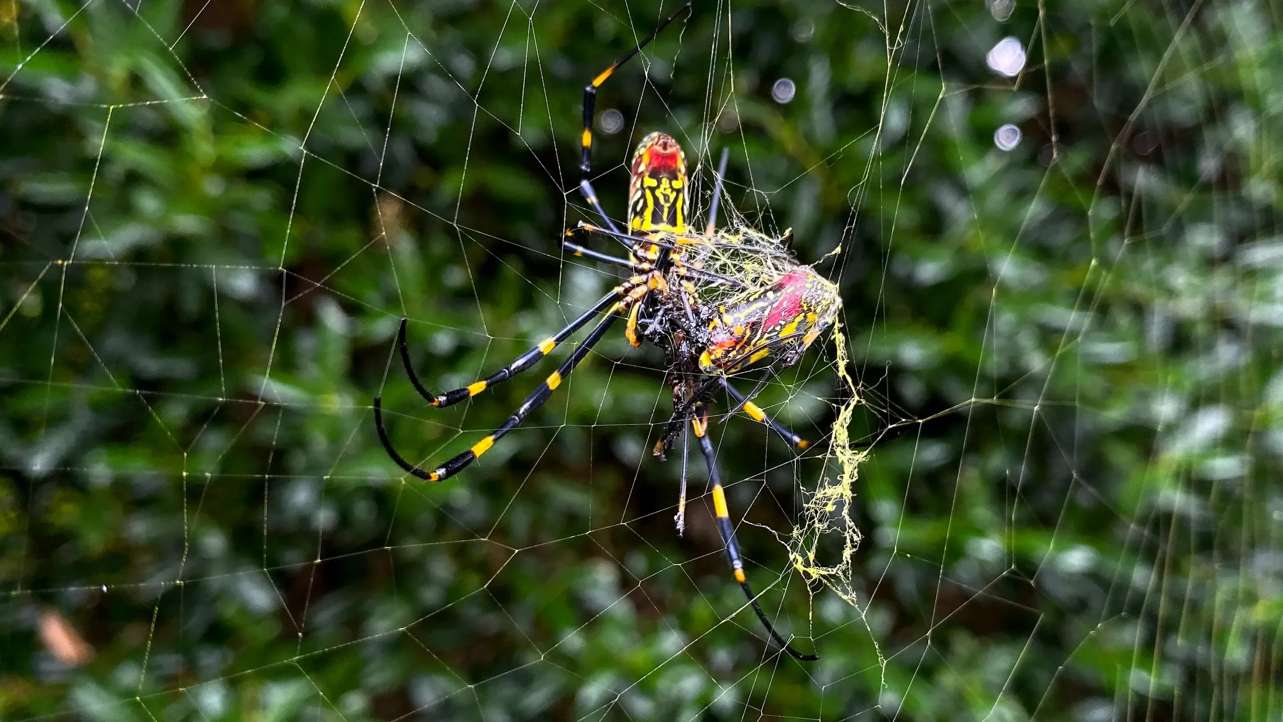 Huge flying spiders have taken over the eastern United States