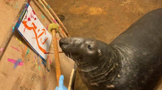 A seal at the zoo started painting after a quarrel with its neighbor
